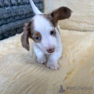 Photo №4. I will sell dachshund in the city of Berlin. breeder - price - 471$