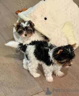 Photo №2 to announcement № 165803 for the sale of yorkshire terrier - buy in Italy private announcement, breeder