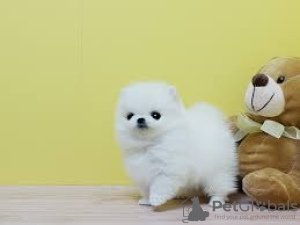 Photo №1. pomeranian - for sale in the city of Geneva | Is free | Announcement № 18361