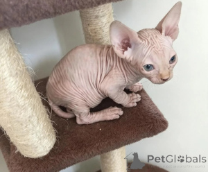Photo №1. sphynx cat - for sale in the city of Birlenbach | 350$ | Announcement № 178047