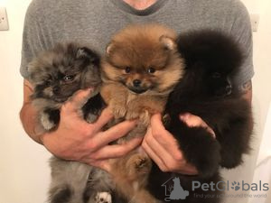 Photo №2 to announcement № 106092 for the sale of american pit bull terrier, pomeranian - buy in Germany from nursery, breeder