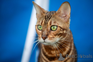 Photo №2 to announcement № 176889 for the sale of bengal cat - buy in Belarus from nursery, breeder