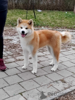 Photo №4. I will sell akita in the city of Kruševac. breeder - price - negotiated