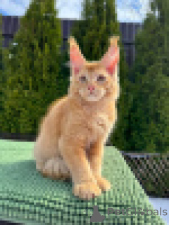 Photo №1. maine coon - for sale in the city of Heidelberg | 282$ | Announcement № 142827
