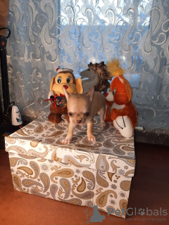 Photo №2 to announcement № 8756 for the sale of chihuahua - buy in Russian Federation breeder