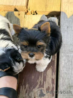 Photo №4. I will sell beaver yorkshire terrier in the city of Флорида Сити. private announcement, breeder - price - 1000$