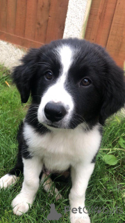 Photo №1. border collie - for sale in the city of Bremen | 376$ | Announcement № 149056