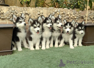 Photo №1. siberian husky - for sale in the city of Antwerp | negotiated | Announcement № 169668