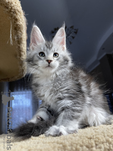 Photo №1. maine coon - for sale in the city of Москоу | negotiated | Announcement № 90964