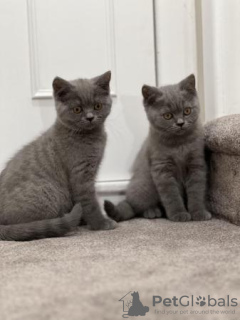 Photo №2 to announcement № 108594 for the sale of british shorthair - buy in Germany 