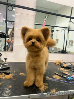 Photo №1. poodle (toy) - for sale in the city of City of London | Is free | Announcement № 157433