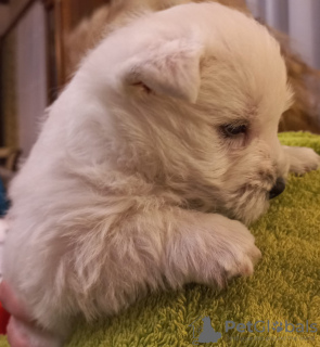 Additional photos: Best West Highland White Terrier puppies for sale