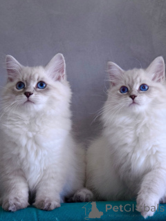 Photo №1. siberian cat - for sale in the city of Norrköping | negotiated | Announcement № 167096