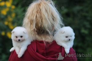 Photo №4. I will sell pomeranian in the city of Minsk. private announcement - price - 258$
