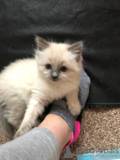 Photo №3. Cute vaccinated Ragdoll Kittens for Sale. Germany