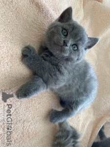 Photo №2 to announcement № 10945 for the sale of scottish fold - buy in Belarus private announcement