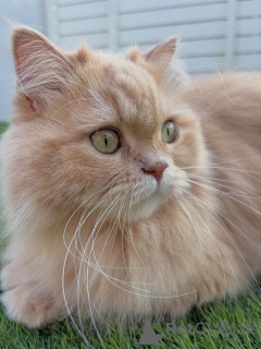 Photo №2 to announcement № 158457 for the sale of siberian cat - buy in Iceland private announcement