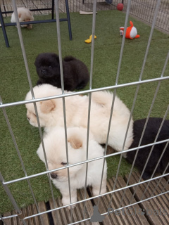 Photo №2 to announcement № 168780 for the sale of chow chow - buy in Canada 