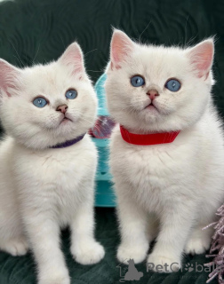 Photo №2 to announcement № 168535 for the sale of british shorthair - buy in Netherlands private announcement
