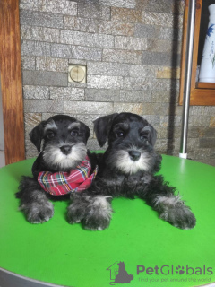 Photo №2 to announcement № 68768 for the sale of schnauzer - buy in Serbia breeder