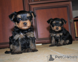 Photo №2 to announcement № 12735 for the sale of yorkshire terrier - buy in Russian Federation breeder
