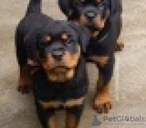 Photo №1. rottweiler - for sale in the city of Антверпен | 634$ | Announcement № 88355
