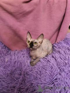 Photo №2 to announcement № 28798 for the sale of sphynx-katze - buy in Russian Federation from nursery