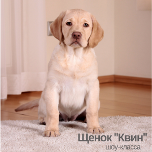 Photo №2 to announcement № 1276 for the sale of labrador retriever - buy in Russian Federation from nursery
