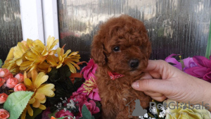 Photo №1. poodle (toy) - for sale in the city of Velden am Wörthersee | negotiated | Announcement № 91590
