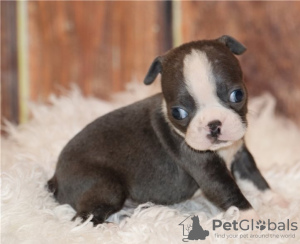 Photo №2 to announcement № 55882 for the sale of boston terrier - buy in Belgium breeder