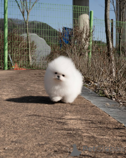 Photo №1. pomeranian - for sale in the city of Hamburg | 369$ | Announcement № 167354