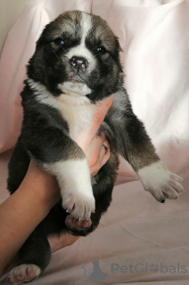 Photo №1. central asian shepherd dog - for sale in the city of Ryazan | negotiated | Announcement № 8309
