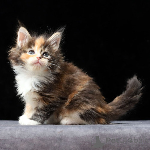 Photo №1. maine coon - for sale in the city of Hannover | 258$ | Announcement № 156674