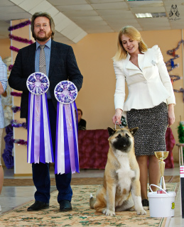 Photo №2 to announcement № 5166 for the sale of american akita - buy in Russian Federation private announcement