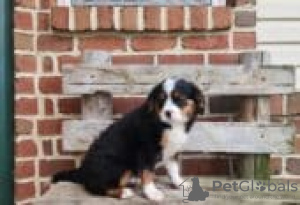 Photo №3. Miniature Bernese Mtn Dog Puppies for sale. Finland