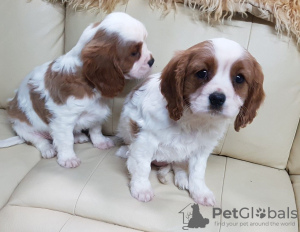 Photo №1. cavalier king charles spaniel - for sale in the city of Essen | negotiated | Announcement № 31941