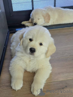 Photo №2 to announcement № 171755 for the sale of golden retriever - buy in Greece private announcement