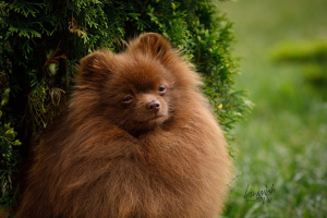 Additional photos: German Spitz brown