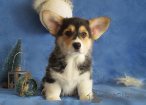 Photo №4. I will sell welsh corgi in the city of Dnipro. private announcement, breeder - price - 1308$