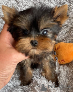 Photo №2 to announcement № 133368 for the sale of yorkshire terrier - buy in Germany private announcement