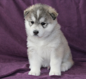 Photo №2 to announcement № 5385 for the sale of siberian husky - buy in Russian Federation breeder
