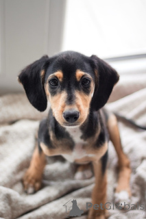 Photo №4. I will sell non-pedigree dogs in the city of St. Petersburg. private announcement - price - Is free