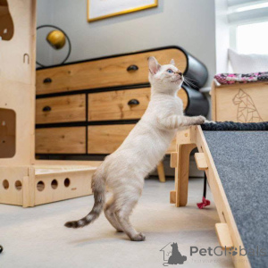 Photo №2 to announcement № 153224 for the sale of bengal cat - buy in Sweden private announcement