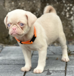 Additional photos: Pink pug puppies