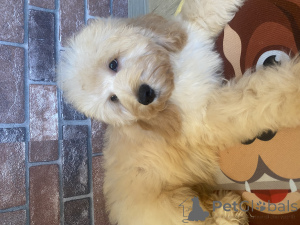 Photo №3. Cockapoo puppy. Russian Federation