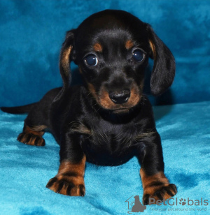 Photo №1. dachshund - for sale in the city of Berlin | 433$ | Announcement № 86618