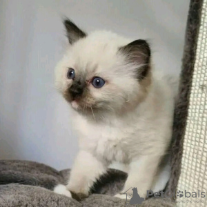 Photo №1. siamese cat - for sale in the city of Афины | negotiated | Announcement № 109869