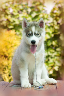 Photo №2 to announcement № 2565 for the sale of siberian husky - buy in Russian Federation from nursery