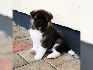 Photo №1. american akita - for sale in the city of Eging on the lake | 1682$ | Announcement № 851