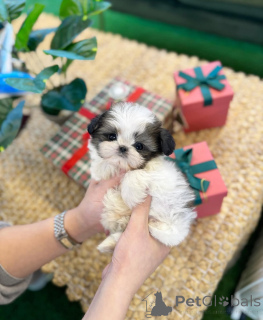 Photo №1. shih tzu - for sale in the city of Holstebro | negotiated | Announcement № 169978